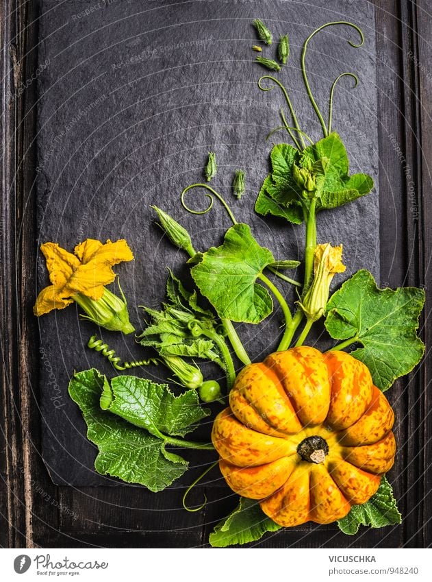 Pumpkin with stem, leaves, flowers and small fruits Food Vegetable Nutrition Lifestyle Style Design Healthy Eating Leisure and hobbies Garden Decoration Nature