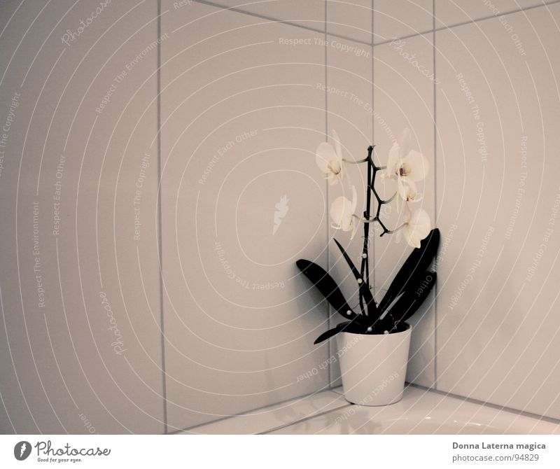 little flowers Orchid Flower White Gray Green Bathroom Seam Deities Blossom Loneliness Biased Cold 4 Bright plate Prefab construction Life God Corner