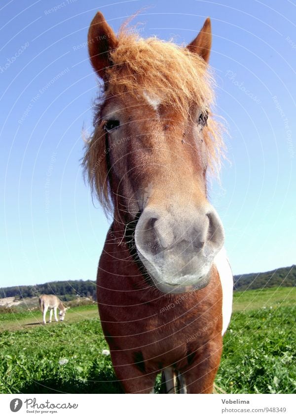 horse Animal Farm animal Horse Animal face 1 2 Funny Blue Brown Green White Colour photo Exterior shot Day Looking into the camera Forward