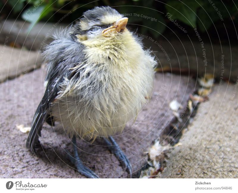 beeping bug Bird Animal Nest Chick Tit mouse Finch Eaves Gray Beak Claw fur ball Egg Garden Stone Nature Feather Baby animal