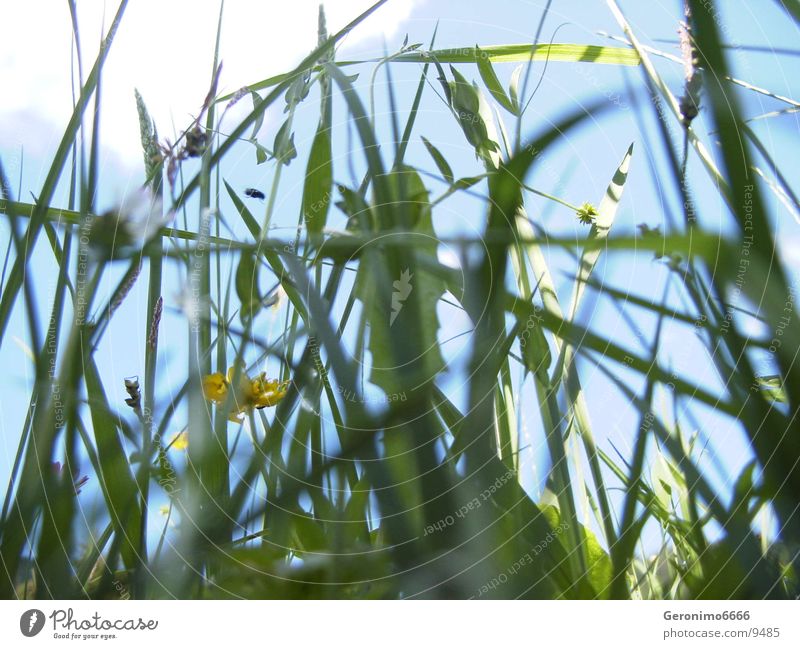 wild meadow Green Meadow Switzerland Summer Flower Grass Fly Nature