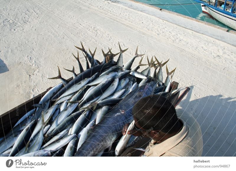 Maldives Fish 02 Ocean Fisherman Vacation & Travel Fishing (Angle) Angler Water dream vacation fresh fish