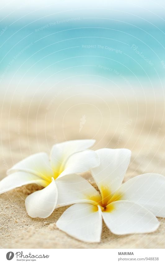two flowers on the beach Exotic Harmonious Relaxation Vacation & Travel Summer Beach Ocean Nature Plant Sand Water Flower Blossom Yellow Turquoise White Asia