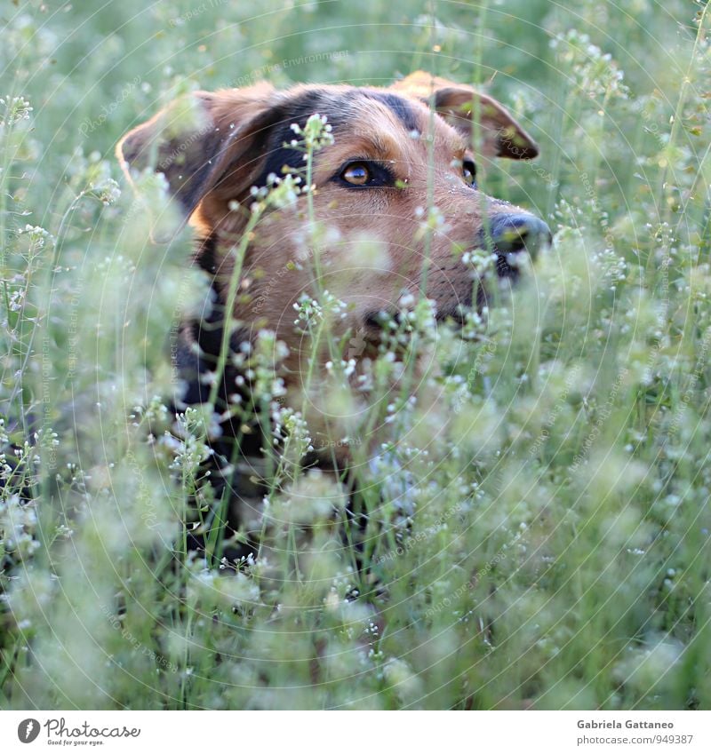 observantly Nature Plant Foliage plant Animal Pet Dog 1 Observe Beautiful Brown Green look up Eyes Hide Colour photo Exterior shot Shallow depth of field