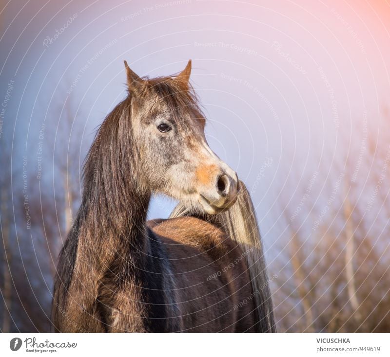 Arabian horse with winter coat in morning light Design Winter Nature Spring Autumn Weather Beautiful weather Park Forest Animal Farm animal Horse 1 Arabien