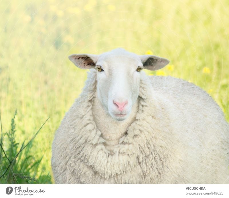 white lamb with pink nose on the meadow Lifestyle Summer Nature Plant Animal Sun Spring Meadow Field Farm animal Animal face Pelt 1 Yellow Pink White portrait