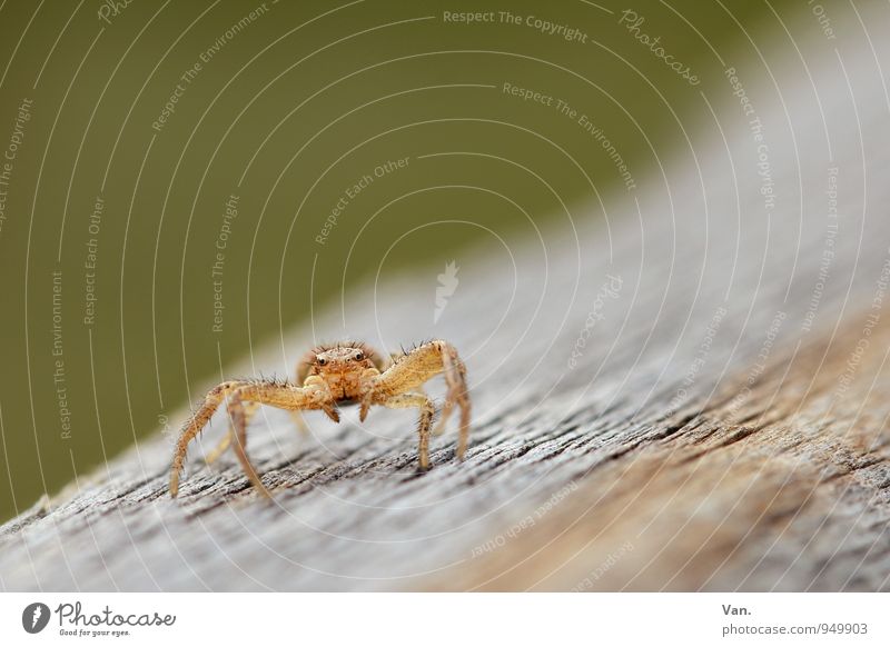 Dance? Nature Animal Wild animal Spider 1 Wood Crawl Small Orange Colour photo Multicoloured Exterior shot Macro (Extreme close-up) Deserted Copy Space top Day