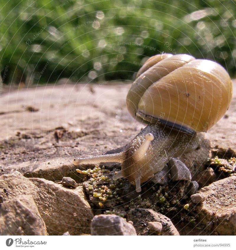 Well, snail, the two of us. Snail shell Feeler Mucus Green Crawl Slow motion Hybrid Food Animal Smoothness Gain favor Skid House (Residential Structure) Speed
