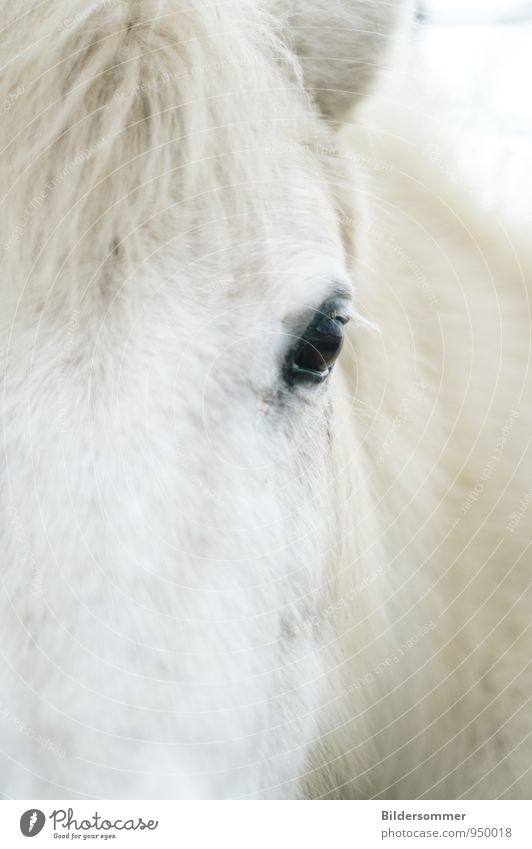 eye to eye Animal Farm animal Horse Animal face Pelt 1 Observe Looking Natural Soft Black White Love of animals Loyalty Watchfulness Relationship Power Nature