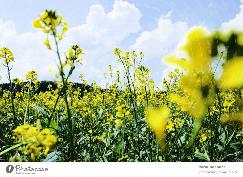 rapeseed Field Yellow Flower Summer Meadow Canola Sky close