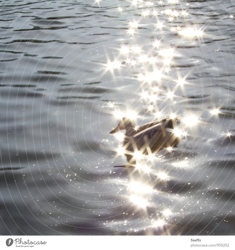 golden stars in the water over a duck light reflexes light sparks glittering stars Light reflections in the water sparkle Duck light stars Illuminate