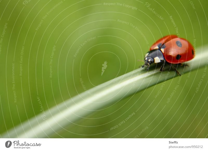 Lucky charm on tour Ladybird Beetle Good luck charm Happy Congratulations symbol of luck lucky beetle red beetle Minimalistic Cute May Ease Easy blade of grass