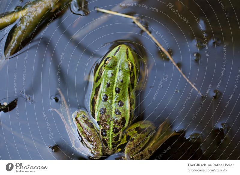 Prince? Animal Frog Brown Yellow Gray Green Black White Frog's legs Jump Eyes Calm unimpressed quack Pattern Spotted Drawing Blade of grass Pond Nature reserve