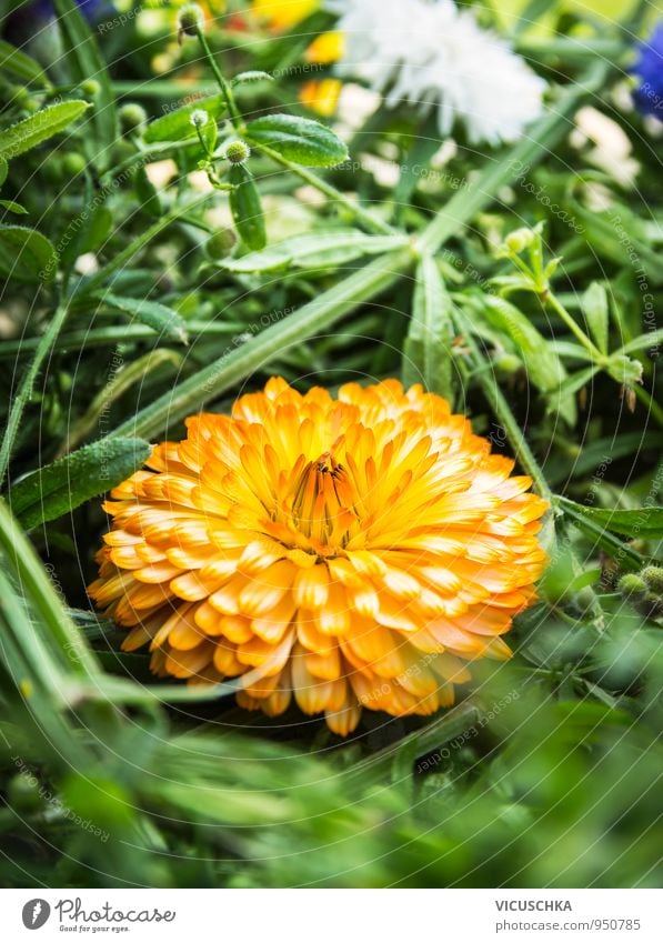 Flower decoration with marigold Style Design Spa Leisure and hobbies Summer Garden Decoration Nature Plant Park Meadow Bouquet Yellow Marigold Medicinal plant