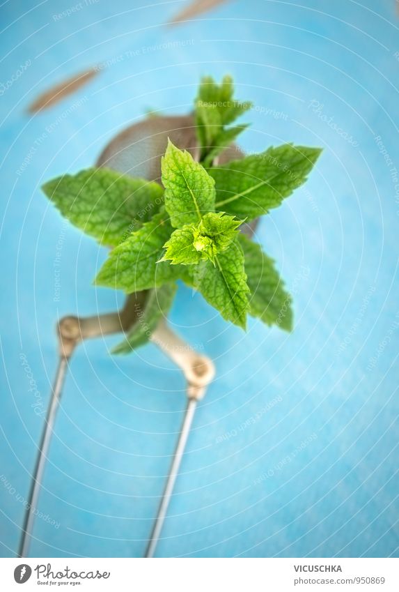 Tea strainer with mint on blue table Food Herbs and spices Organic produce Lifestyle Relaxation Nature Design Mint green Background picture Peppermint tea Table