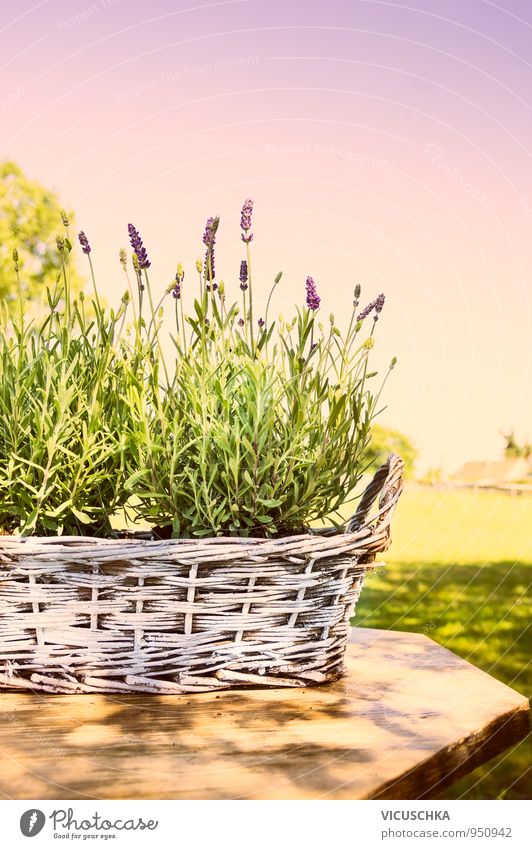 Lavender in old basket on table in the garden Lifestyle Style Design Relaxation Calm Fragrance Leisure and hobbies Summer Garden Nature Plant Sky Cloudless sky