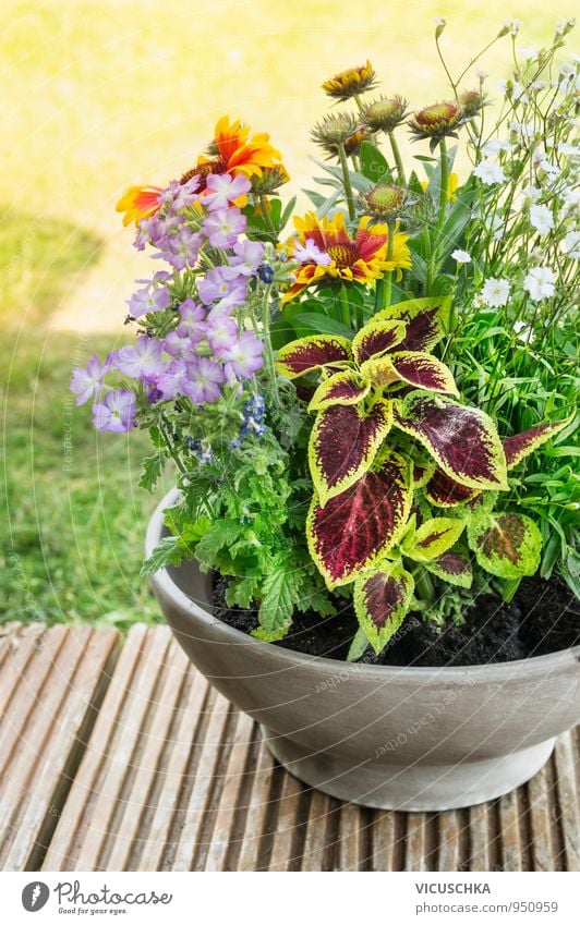 Pot with flowers on the terrace in the garden Lifestyle Leisure and hobbies Summer Garden Decoration Nature Plant Earth Sunlight Spring Autumn Beautiful weather
