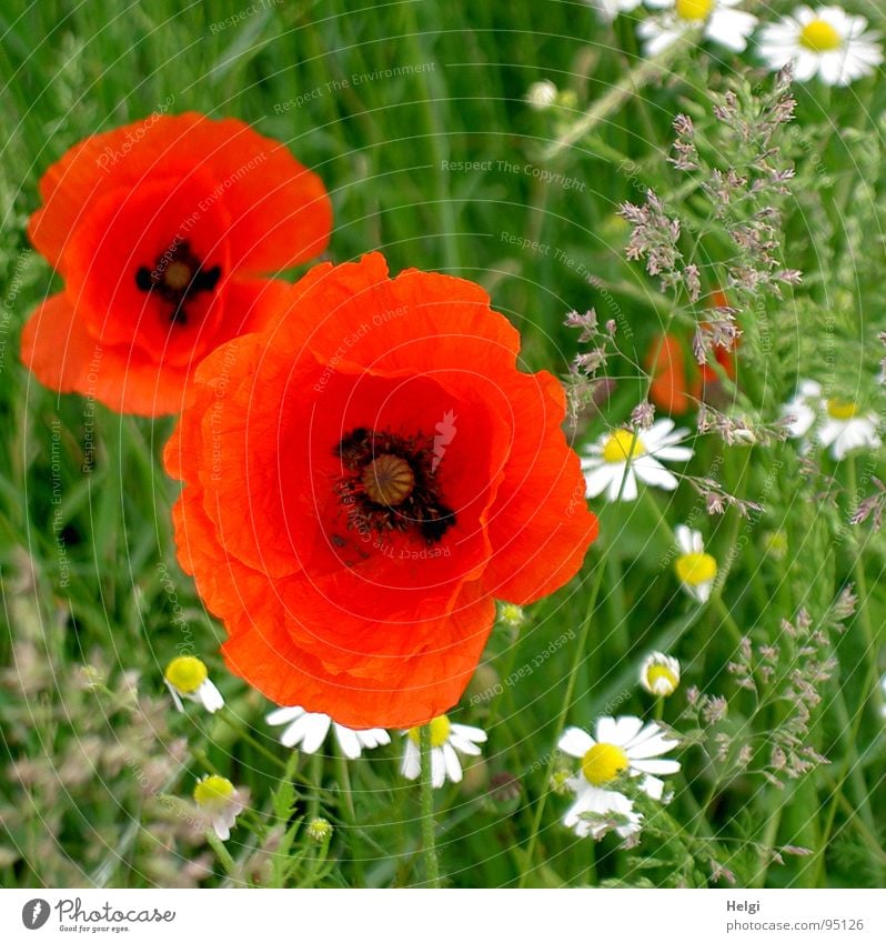 Poppy blossoms and margarites on a meadow Blossom Red Corn poppy 2 Blossoming Wayside Chamomile Healthy White Grass Green Summer Yellow Black Field Plant