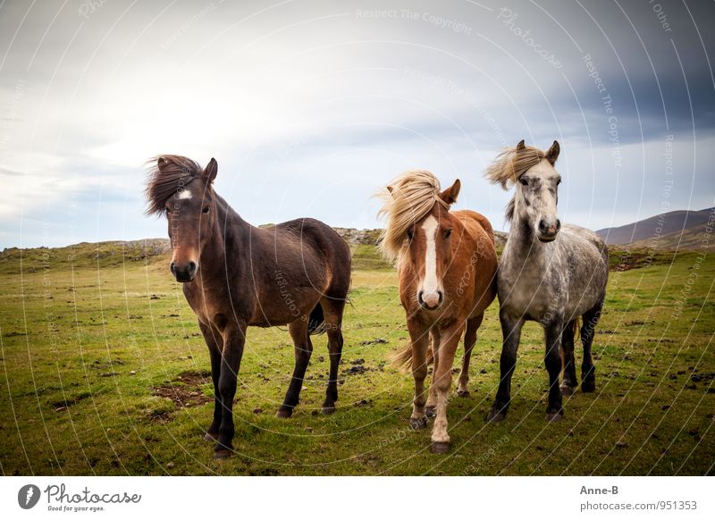 Three Icelandic horses with different coat colors and wind in their manes and scoops on a typical Icelandic meadow Equestrian sports Animal Meadow Pet