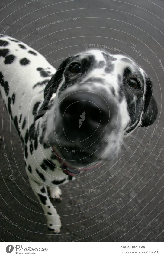 street kid Dog Dalmatian Tramp Asphalt Animal Mammal Leisure and hobbies Street Black & white photo dogs amie