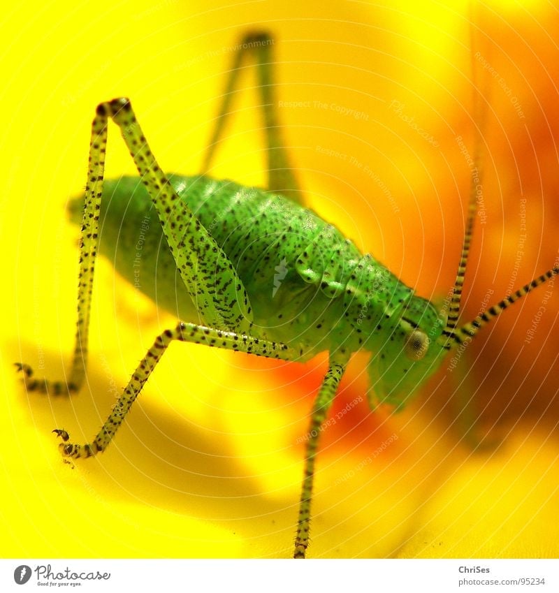 Dotted soft cricket_1 Speckled bush-cricket Polka dot Locust House cricket Green Yellow Feeler Summer Insect Animal Living thing Grass Blossom