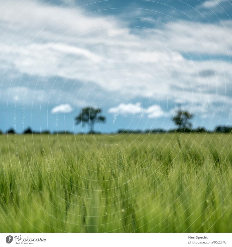 Barley field in May Environment Nature Plant Spring Beautiful weather Tree Foliage plant Agricultural crop Field Green Rural Agriculture Horizon