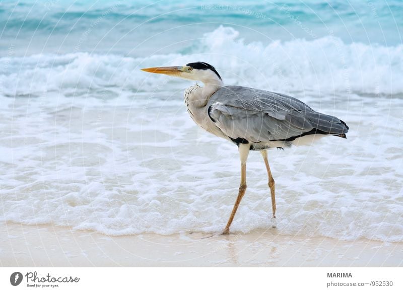 Grey Heron Style Exotic Relaxation Vacation & Travel Beach Ocean Island Waves Nature Animal Sand Water Coast Bird Blue Gray Turquoise Watchfulness Grey heron