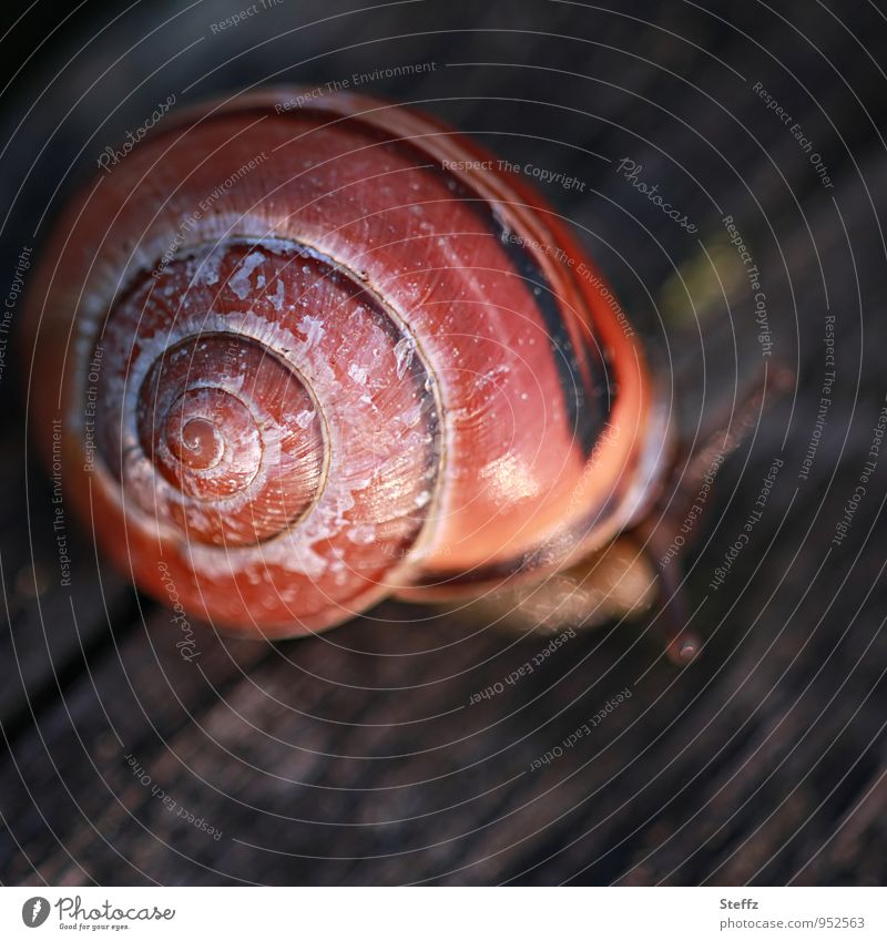 little snail in the corner Crumpet Snail shell Spiral Symmetry natural symmetry symmetry of nature symmetrical shape symmetrical structure afternoon light
