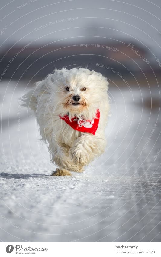 snowball Winter Animal Street Long-haired Pet Dog Pelt 1 Cold Speed White bichon Neckerchief Havanese Seasons Purebred dog Snow Running Colour photo