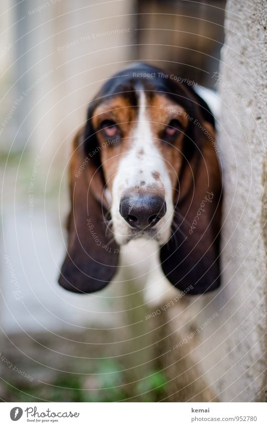 The weight of my ears Animal Pet Dog Animal face Snout Purebred dog Basset Hound 1 Looking Exceptional Hideous Serene Calm Sadness Fatigue Disappointment