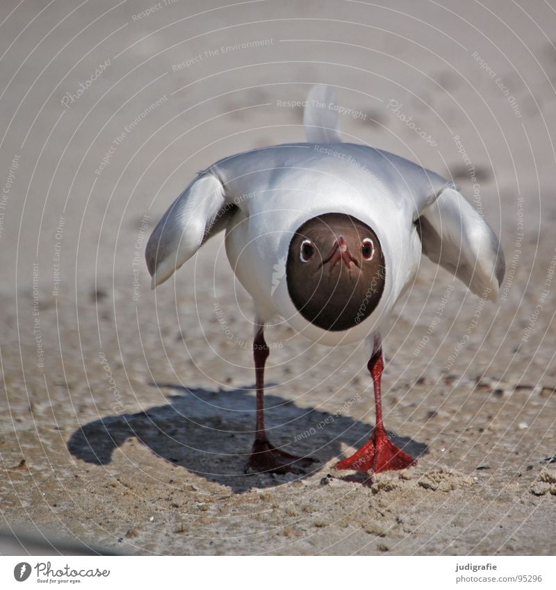 offensive Lake Seagull Bird Summer Beach Ocean Vacation & Travel Feather Beak Fischland Western Beach Black-headed gull  Menacing Threaten Ornithology