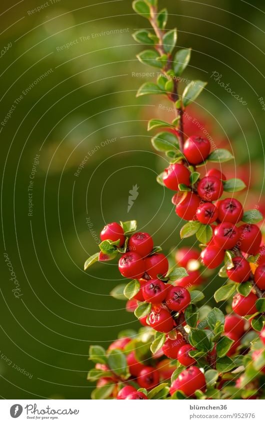 Many red berries Nature Plant Autumn Bushes Pygmy Medlar Ground cover plant Berry bushes Rawanberry Twig Leaf Berries Seed head Garden Park Growth Small Natural
