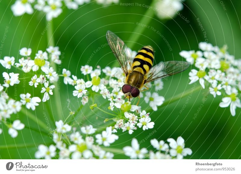 hoverfly Nature Plant Animal Summer Beautiful weather Flower Garden Meadow Wild animal Fly 1 Observe Flying To feed Looking Authentic Small Cute Warmth Brown