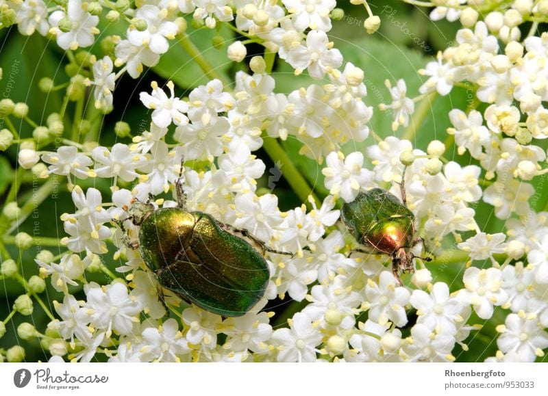 rose chafer Nature Plant Animal Summer Beautiful weather Tree Blossom Garden Wild animal Beetle Wing 1 Observe Flying To feed Sit Small Green White