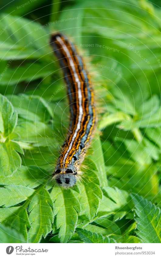 ringlet caterpillar Nature Plant Animal Summer Grass Meadow Wild animal Butterfly Worm 1 Baby animal Observe To feed Beautiful High quality moths Cocoon