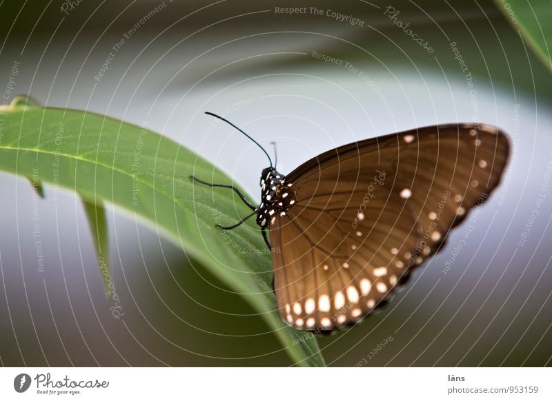 Alta Falta Nature Plant Animal Leaf Butterfly Wing 1 Relaxation Sit Stand Wait Esthetic Exceptional Exotic Fantastic Natural Curiosity Brown Green Uniqueness