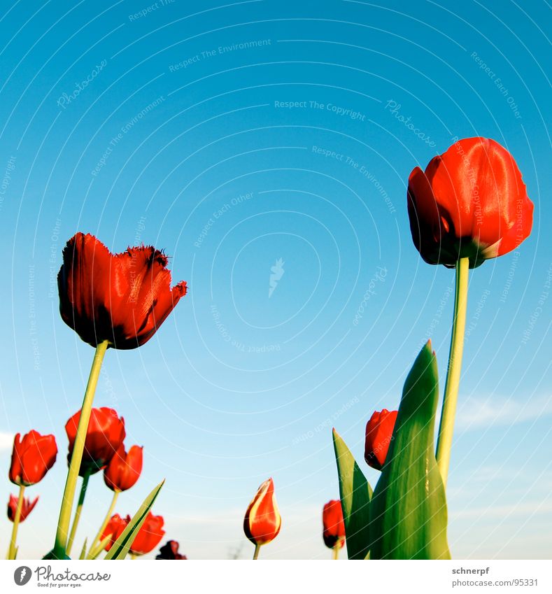 Head to heaven... Red Flower Tulip Aspire Full Sated Garden Bed (Horticulture) Netherlands Wide angle Green Stalk Ornamental plant Joy Spring Sky Blue Plant