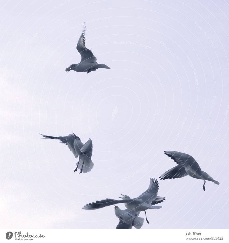 When four argue... Sky Sky only Cloudless sky Animal Bird 4 Group of animals Herd Flock Flying To feed Feeding Food envy Avaricious Seagull Gull birds Scream