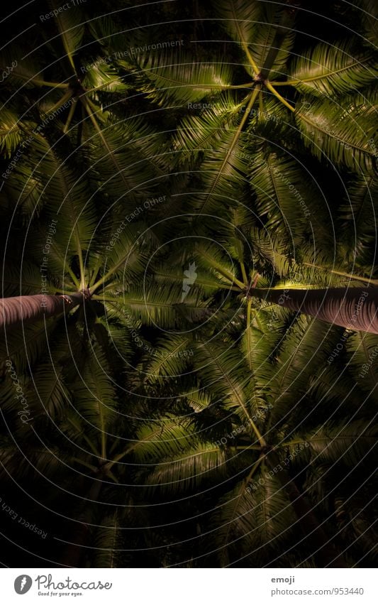 At night Environment Nature Plant Tree Foliage plant Palm tree Palm frond Dark Natural Green Colour photo Exterior shot Structures and shapes Deserted Night