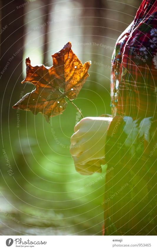 the autumn timeless Hand Autumn Beautiful weather Plant Leaf Forest Natural Green Colour photo Exterior shot Close-up Day Shallow depth of field