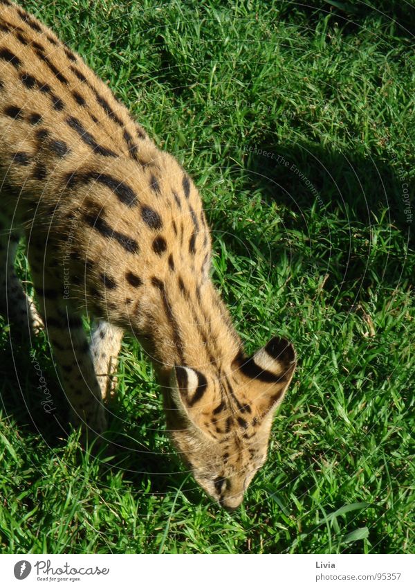 Cheetah Breeding Project Big cat South Africa Wild animal Feeding Animal Safari Nature wilderness Cat