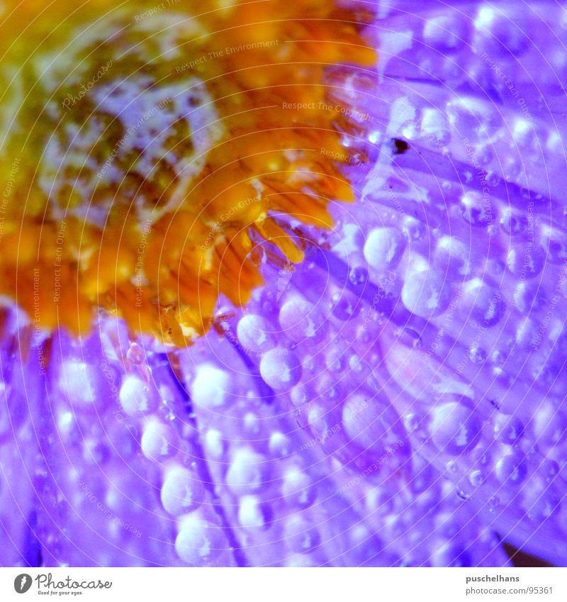 light up Flower Blossom Fresh Dark Glittering Violet Near Water Macro (Extreme close-up) Close-up Contrast Rain Shadow Orange Drops of water Clarity
