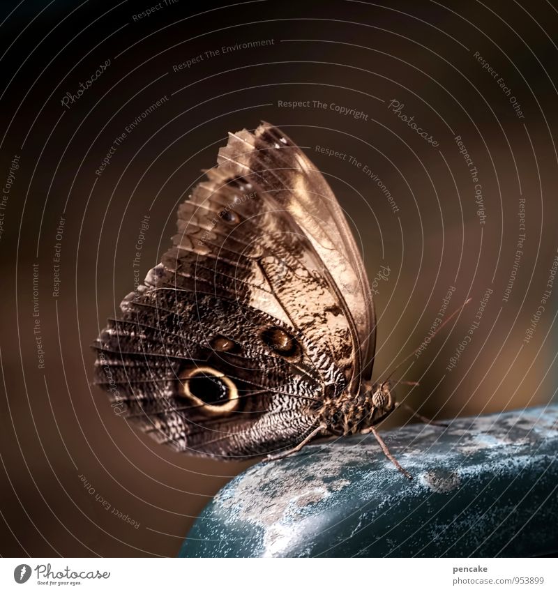 Flying old butterfly. Animal Butterfly 1 Sign Observe Wait Old Brown Eyes Wing Colour photo Subdued colour Exterior shot Close-up Macro (Extreme close-up)