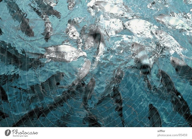 Jailbirds fight for bread (or: 101 striped fish) Turquoise White Dark Striped Struggle for survival Sea water Seychelles Black Gray Ocean Attack Bird's-eye view
