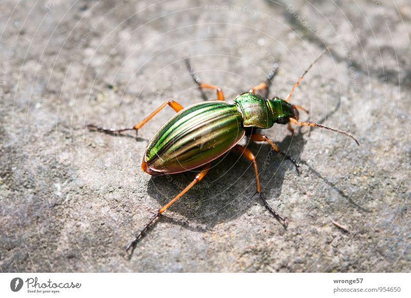 You're a green knight. Animal Wild animal Beetle Insect 1 Glittering Small Near Gold Green ground beetle Colour Nature Diminutive Close-up Colour photo