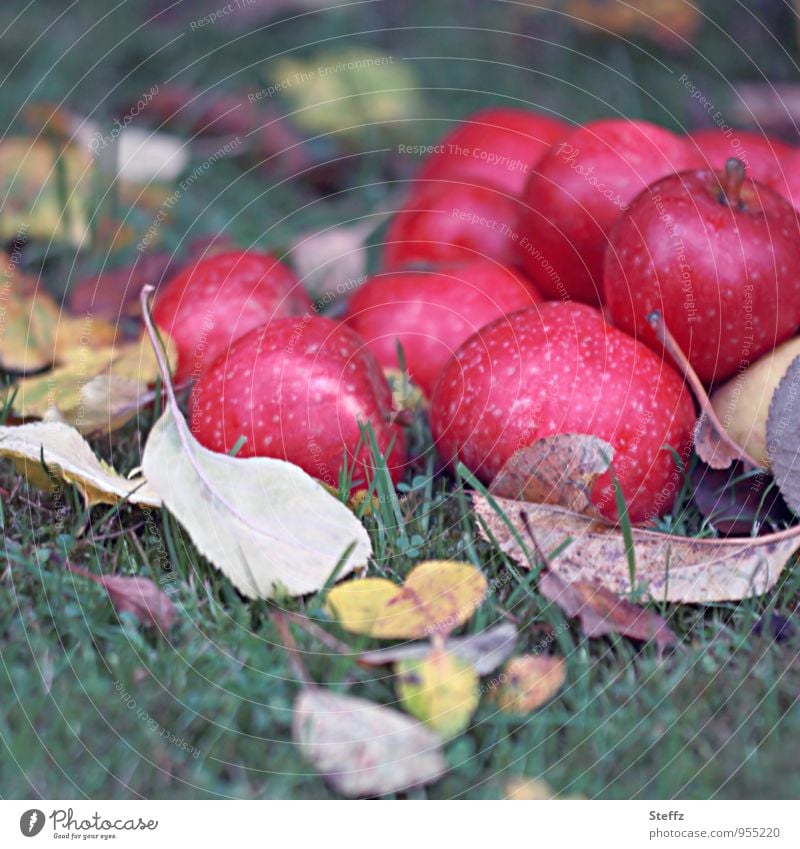 the last apples of the year Apple harvest red apples fruit harvest Organic produce Harvest Supply fresh fruit ripe apples Fruit Vitamin organic Autumnal colours