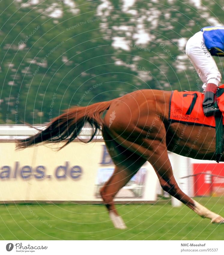 tight ass Horse Racecourse Horseracing Sports Playing Hind quarters Horse's gait Running Musculature