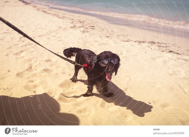 hot dog Lifestyle Style Joy Leisure and hobbies Vacation & Travel Summer Summer vacation Beach Ocean Animal Sand Coast Fashion Accessory Sunglasses Pet Dog