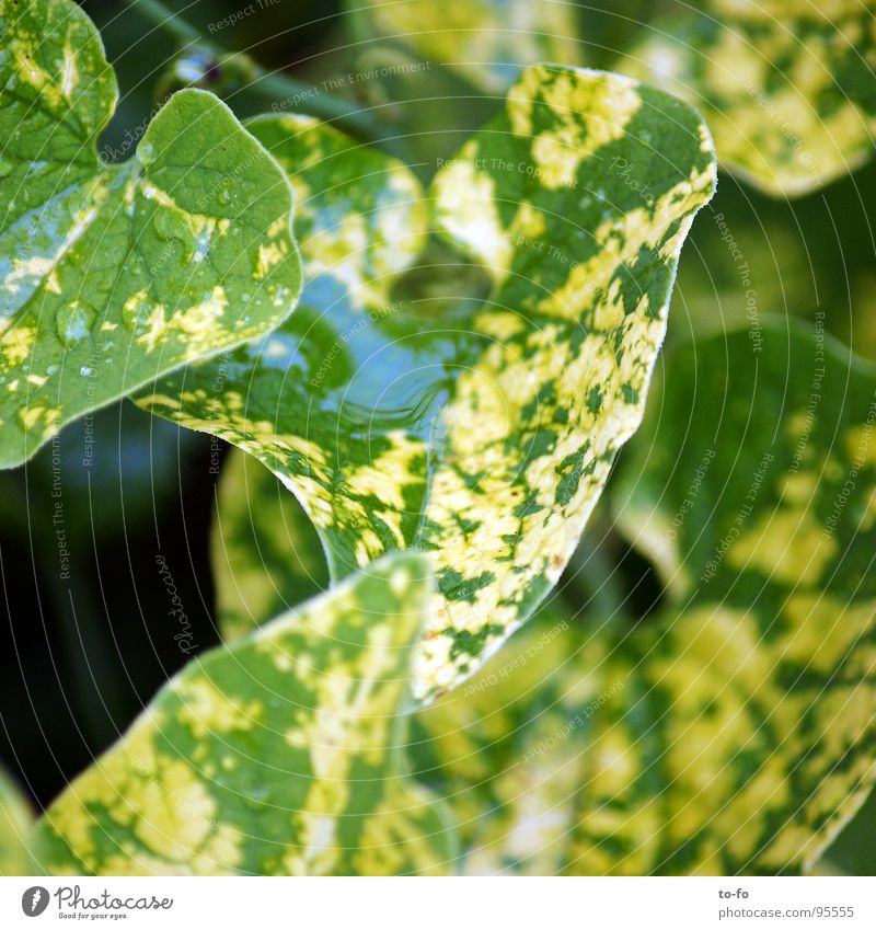 green Green Plant Fresh Summer Growth Rain Drops of water Water
