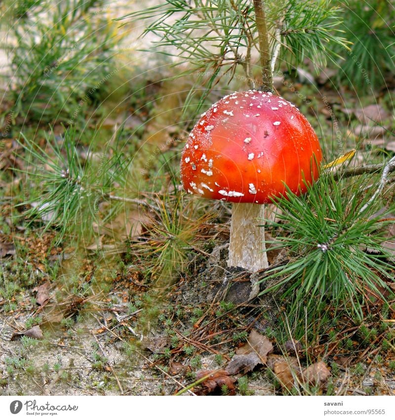 Fly agaric I Nature Mushroom Amanita mushroom Forest Happy Environmental protection Poison Colour photo Exterior shot Close-up Deserted Copy Space left